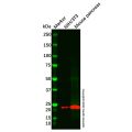 ALKBH7 Antibody