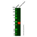 Alpha 1 Acid Glycoprotein/AGP Mouse mAb