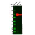 ATP1A1 Mouse mAb
