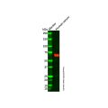 Alpha 2 Antiplasmin Mouse mAb