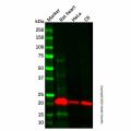 Recombinant Alpha B Crystallin Antibody