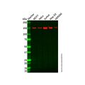 Recombinant alpha COP I/COPA Antibody