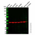 Recombinant Alpha Skeletal Muscle Actin Antibody