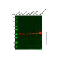 Recombinant alpha Tubulin Antibody