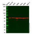 AMF Mouse mAb