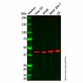 AMID Antibody
