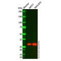 Amphiregulin Mouse mAb