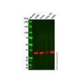 Annexin A3/ANXA3 Mouse mAb