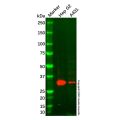 Annexin-4/ANXA4 Mouse mAb
