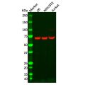 Recombinant Annexin-6/ANXA6 Antibody