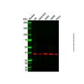 Annexin-8/ANXA8 Antibody