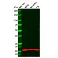 Recombinant Anterior Gradient 2 Antibody