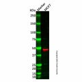 AP2 gamma/TFAP2C Antibody