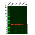 APE1 Mouse mAb
