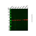 Recombinant APG5L/ATG5 Antibody