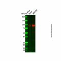 Recombinant APLP2 Antibody