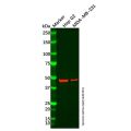 APMAP Antibody