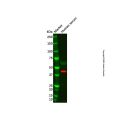APOA4/Apo-AIV Mouse mAb