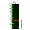 APOF Antibody