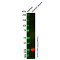 Recombinant ApoM Antibody