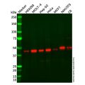 ARFGAP1 Antibody