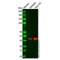 Arg2 Mouse mAb