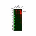 Recombinant ARID1A Antibody