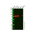 ARID3A Antibody