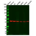Recombinant Arp2 Antibody