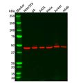 Recombinant Arp3 Antibody