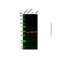 ARRDC1 Antibody