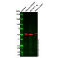 ARSA/ASA Antibody