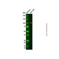 Recombinant Aryl Hydrocarbon Receptor Antibody