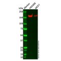 Recombinant AS160 Antibody
