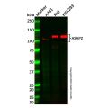 ASAP2 Antibody