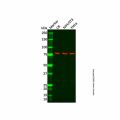 Recombinant ASH2L Antibody
