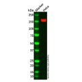 ASK1 Antibody