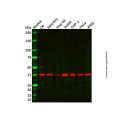 Recombinant ATG3 Antibody