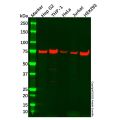 ATG7 Antibody
