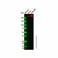 Recombinant ATM Antibody