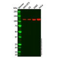 Recombinant ATP citrate lyase Antibody