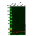 ATP6J/ATP6V1G1 Antibody