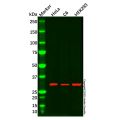 ATP6V1D Antibody