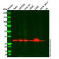 ATP6V1E1 Antibody