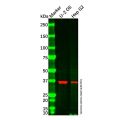 B4GALT4 Antibody