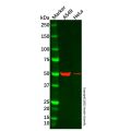 BAIAP2L1/IRTKS Antibody