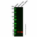 BATF3 Antibody