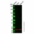 BCA1/CXCL13 Antibody