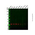 BCAS2 Antibody