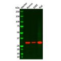 Recombinant Bcl10 Antibody